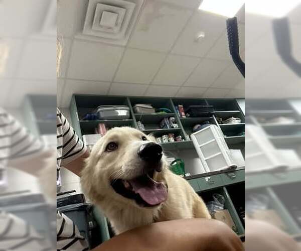 Medium Photo #2 Golden Labrador Puppy For Sale in Rowlett, TX, USA