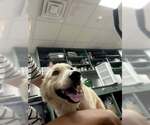 Small #1 Golden Labrador