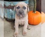 Small Photo #3 Cane Corso Puppy For Sale in FORKSVILLE, PA, USA