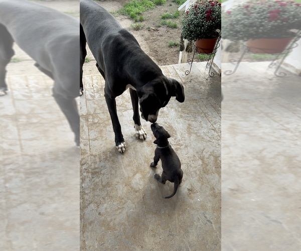 Medium Photo #9 Great Dane Puppy For Sale in NEW KENSINGTON, PA, USA