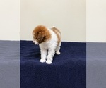 Small Photo #13 Pom-A-Poo Puppy For Sale in OWINGS, MD, USA