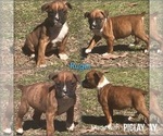 Puppy 2 Boxer