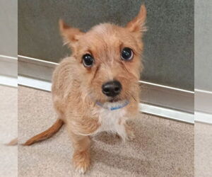 Chihuahua-Unknown Mix Dogs for adoption in Canton, CT, USA