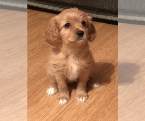 Cavalier King Charles Spaniel Puppy for sale in ITHACA, NY, USA
