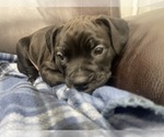 Small Photo #40 American Bully Puppy For Sale in REESEVILLE, WI, USA