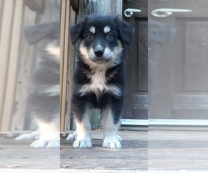 Shollie Puppy for sale in NOLENSVILLE, TN, USA