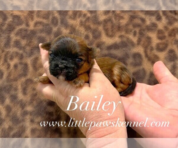 Medium Photo #1 Mal-Shi Puppy For Sale in WINNSBORO, LA, USA