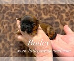 Image preview for Ad Listing. Nickname: Bailey