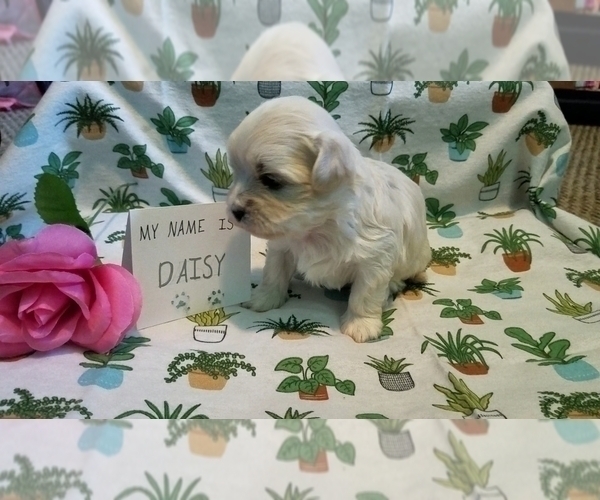 Medium Photo #5 Maltipoo (Miniature) Puppy For Sale in BROOKFIELD, MO, USA