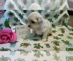 Small Photo #5 Maltipoo (Miniature) Puppy For Sale in BROOKFIELD, MO, USA