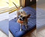 Small #4 Jack Russell Terrier Mix