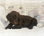 Small #1 Labradoodle mix (+ Poodle Standard)