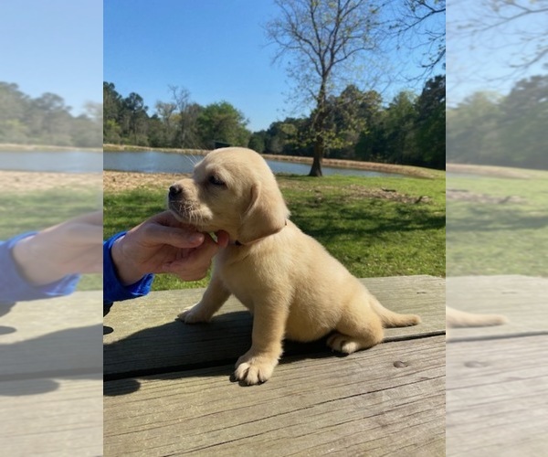 Medium Photo #1 Labrador Retriever Puppy For Sale in LOVELADY, TX, USA