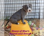 Small #4 American Pit Bull Terrier