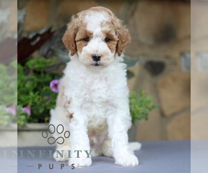 Goldendoodle (Miniature) Puppy for sale in EAST EARL, PA, USA