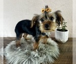 Small #5 Yorkshire Terrier