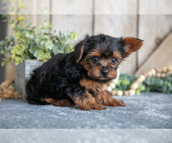 Medium Photo #13 Yorkshire Terrier Puppy For Sale in GREENWICH, OH, USA