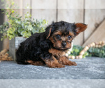 Small Photo #13 Yorkshire Terrier Puppy For Sale in GREENWICH, OH, USA