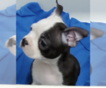 Small Photo #5 Boston Terrier Puppy For Sale in CRKD RVR RNCH, OR, USA