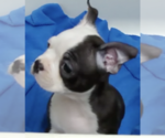 Small #4 Boston Terrier