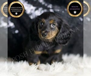 Medium Dachshund