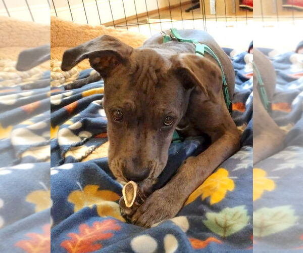 Medium Photo #4 Great Dane-Unknown Mix Puppy For Sale in Huntersville, NC, USA