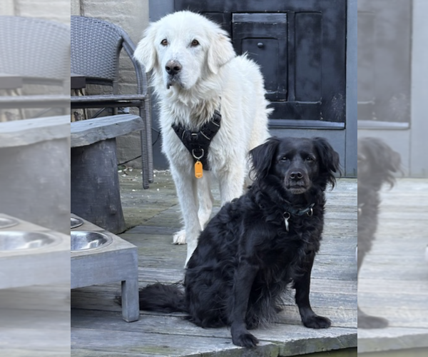 Medium Photo #3 Great Pyrenees-Unknown Mix Puppy For Sale in Brooklyn, NY, USA