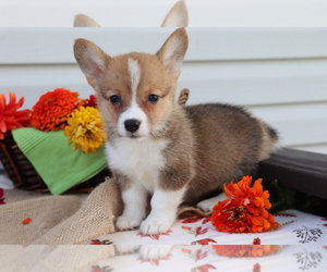 Pembroke Welsh Corgi Puppy for sale in SHILOH, OH, USA