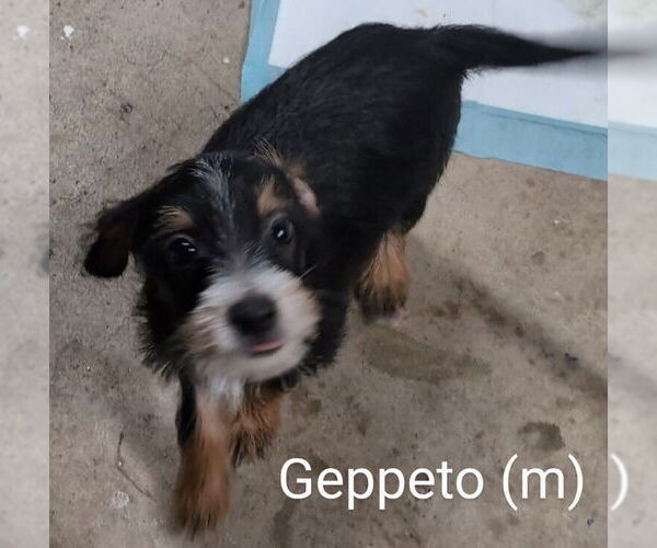 Medium Photo #1 Chihuahua-Unknown Mix Puppy For Sale in San Bernardino, CA, USA