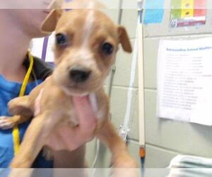 Mutt Dogs for adoption in Tulsa, OK, USA