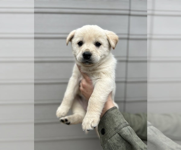Medium Photo #10 Alaskan Husky-Golden Retriever Mix Puppy For Sale in PORTLAND, OR, USA