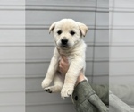 Small Photo #10 Alaskan Husky-Golden Retriever Mix Puppy For Sale in PORTLAND, OR, USA