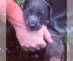 Small Photo #3 Great Dane Puppy For Sale in KERSHAW, SC, USA