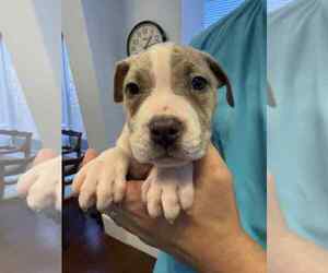 American Staffordshire Terrier-Unknown Mix Dogs for adoption in Holly Springs, NC, USA