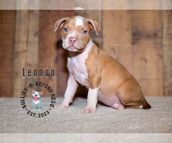 Medium Photo #1 Staffordshire Bull Terrier-Unknown Mix Puppy For Sale in Omaha, NE, USA