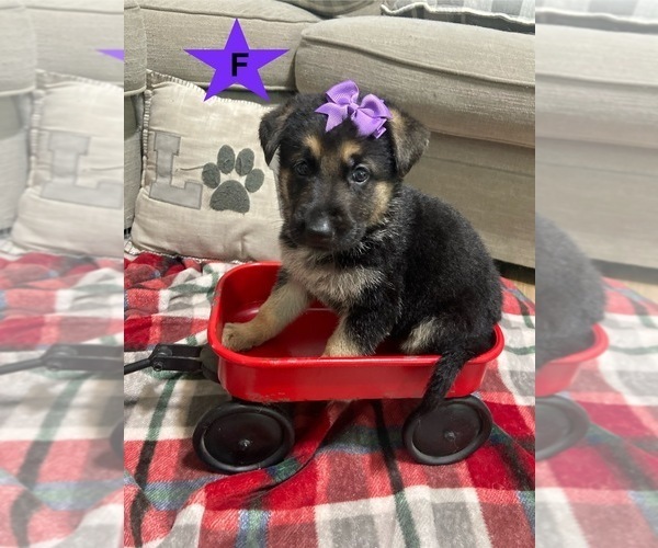 Medium Photo #1 German Shepherd Dog Puppy For Sale in ALACHUA, FL, USA