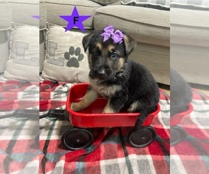 German Shepherd Dog Puppy for sale in ALACHUA, FL, USA