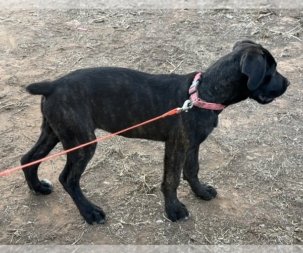 Medium Photo #2 Cane Corso Puppy For Sale in SPRING VALLEY, CA, USA