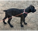 Small #1 Cane Corso