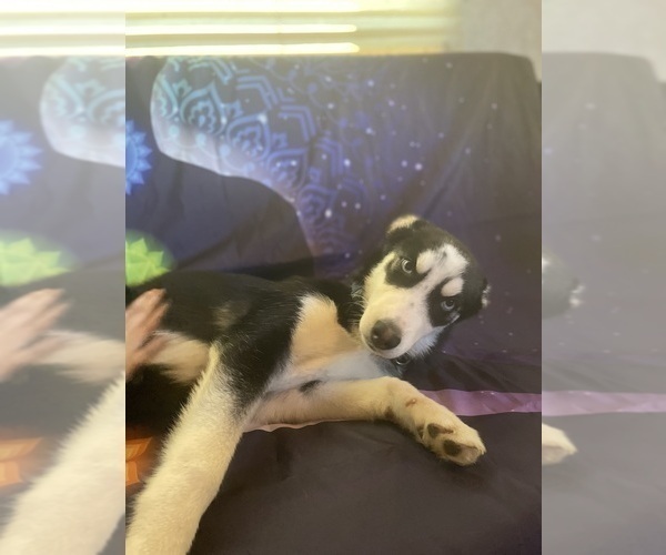 Medium Photo #6 Siberian Husky Puppy For Sale in LIBERTY, MO, USA