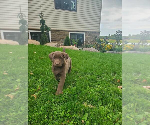 Medium Photo #6 Labrador Retriever Puppy For Sale in GREENWOOD, WI, USA
