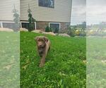 Small #5 Labrador Retriever