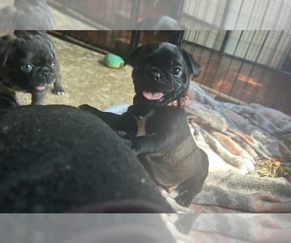 Medium Photo #2 Frenchie Pug Puppy For Sale in BLOOMINGTON, IL, USA