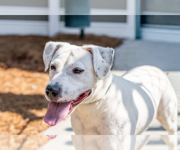 Medium Photo #6 Mutt Puppy For Sale in Hilton Head, SC, USA
