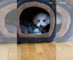 Small #5 Poodle (Miniature)