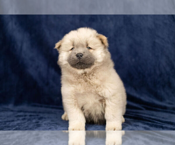 Medium Photo #12 Chow Chow Puppy For Sale in NAPPANEE, IN, USA