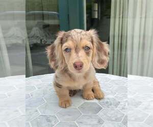 Dachshund Dogs for adoption in Melbourne, Victoria, Australia