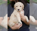 Small Photo #4 Goldendoodle Puppy For Sale in LAKEWOOD, WA, USA