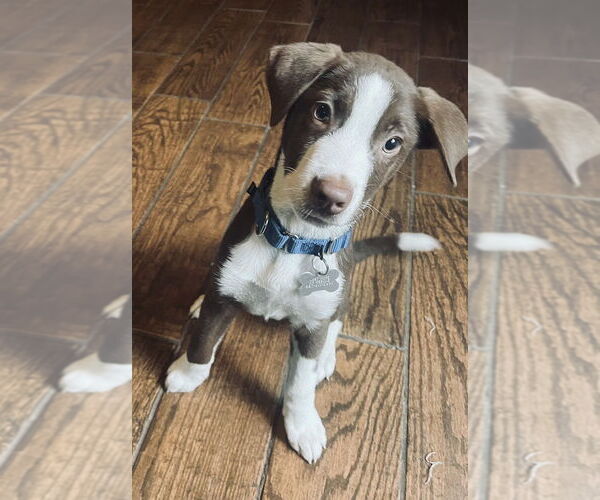 Medium Photo #3 Australian Shepherd-Unknown Mix Puppy For Sale in Boston, MA, USA