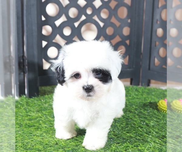 Medium Photo #5 Zuchon Puppy For Sale in MOUNT VERNON, OH, USA